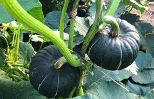 网红大瓜搜索 热门大瓜每日必吃,热门事件每日必看，揭秘娱乐圈幕后真相